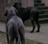 Mastino Napoletano Foto: Ein schöner Rücken...... (ID 17229) Mastino Napoletano Hund