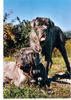 Mastino Napoletano Foto: Grande Sergio und Fortuna (ID 7615) Mastino Napoletano Hund