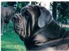 Mastino Napoletano Foto: Diablo v.Thiersteinerschloss(Ch+Int.Champion) (ID 7620) Mastino Napoletano Hund