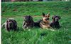 Mastino Napoletano Foto: Diablo+Gina+Simba+Fortuna (ID 8055) Mastino Napoletano Hund