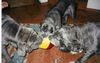 Mastino Napoletano Foto: Diablo+Fortuna+Gina (ID 8053) Mastino Napoletano Hund