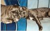 Mastino Napoletano Foto: Gina + Fortuna (ID 8057) Mastino Napoletano Hund