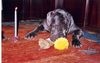 Mastino Napoletano Foto: Grande Sergio 1 Jahr Geburtstag (ID 8058) Mastino Napoletano Hund