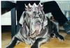 Mastino Napoletano Foto: Fortuna (ID 8111) Mastino Napoletano Hund