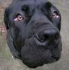 Mastino Napoletano Foto: Schau mir in die Augen, Kleines! (ID 17231) Mastino Napoletano Hund