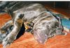 Mastino Napoletano Foto: Sergio und Django (ID 12887) Mastino Napoletano Hund