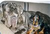 Mastino Napoletano Foto: Sergio und Django (ID 12889) Mastino Napoletano Hund