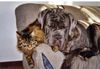 Mastino Napoletano Foto: Sergio und Gismo (ID 12891) Mastino Napoletano Hund