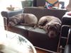 Mastino Napoletano Foto: Endlich Mittagsschläfchen (ID 9854) Mastino Napoletano Hund
