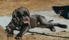 Mastino Napoletano Foto: Benito Guardia-del-Corpo (ID 15028) Mastino Napoletano Hund