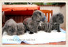 Mastino Napoletano Foto: Mastino Napoletano Welpe (ID 44924) Mastino Napoletano Hund