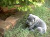 Mastino Napoletano Foto: Ich werde auch noch ganz groß ;-) Bin ja erst 4 Wochen alt (ID 10334) Mastino Napoletano Hund
