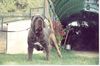 Mastino Napoletano Foto: JUSTO DE NAHUEL (ID 1318) Mastino Napoletano Hund