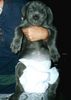Mastino Napoletano Foto: Bona mit Pampers,bin ich nicht Süß? (ID 6238) Mastino Napoletano Hund