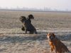 Mastino Napoletano Foto: Das Dreamteam aus Ludwigshafen (ID 3921) Mastino Napoletano Hund
