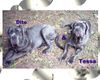 Mastino Napoletano Foto: Ich hab Hunger, gibts nix mehr??? (ID 12919) Mastino Napoletano Hund