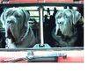 Mastino Napoletano Foto: Besser als laufen oder????:-) (ID 12916) Mastino Napoletano Hund