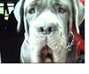 Mastino Napoletano Foto: Besser als laufen oder????:-) (ID 12917) Mastino Napoletano Hund