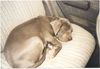 Mastino Napoletano Foto: ist das nicht ein schöner Hund??? (ID 2399) Mastino Napoletano Hund