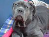 Mastino Napoletano Foto: enya mit 3 monaten (ID 5414) Mastino Napoletano Hund