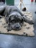 Mastino Napoletano Foto: 9-monatiger Mastino auf der IHA 2004 in Graz (ID 9682) Mastino Napoletano Hund