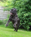 Mastino Napoletano Hund