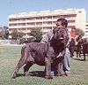Mastino Napoletano Foto: JUSTO DE NAHUEL (ID 1317) Mastino Napoletano Hund