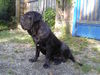 Mastino Napoletano Foto: oswald (1jahr) (ID 26839) Mastino Napoletano Hund