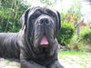 Mastino Napoletano Foto: Mein Oswald-Schatz mit 3Jahren und 8Monaten (ID 41760) Mastino Napoletano Hund