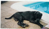 Mastino Napoletano Foto: Sanchi am Pool, so wie er es mag (ID 35907) Mastino Napoletano Hund