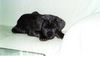 Mastino Napoletano Foto: Sergio und Django (ID 12890) Mastino Napoletano Hund