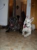 Mastino Napoletano Foto: Sergio und Nikita (ID 8112) Mastino Napoletano Hund