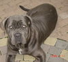 Mastino Napoletano Foto: Argos mit knapp 11 monaten (ID 27042) Mastino Napoletano Hund