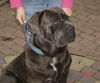 Mastino Napoletano Foto: wachsam und das mit knapp 11 monaten (FCI Papiere) (ID 26814) Mastino Napoletano Hund