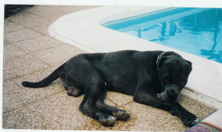 Mastino Napoletano Hunde Foto 35907 in höherer Auflösung ansehen Mastino Napoletano Sanchi am Pool, so wie er es mag
