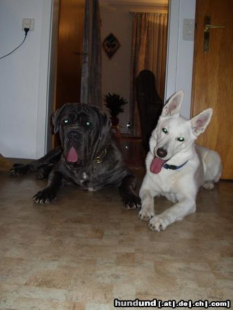 Mastino Napoletano Sergio und Nikita