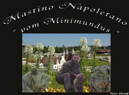 Mastino Napoletano vom Minimundus 