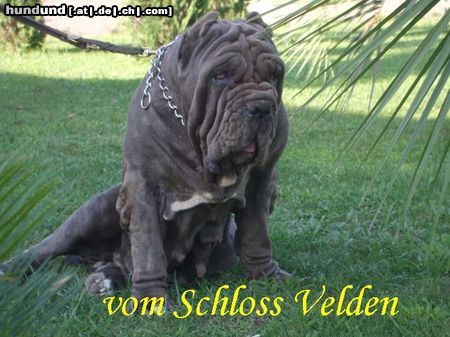 Mastino Napoletano vom Schloss Velden 