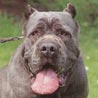 Mastino Napoletano, Italienische Dogge