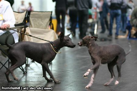 Mexikanischer Nackthund Xolo grande Hündin (links im Bild) mit Peruanischem Nackthund