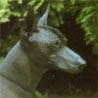 Mexikanischer Nackthund, Standard Mexican Hairless, Xoloitzcuintli, Tepeizeuntli