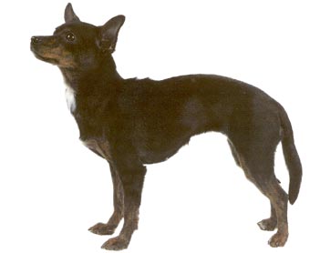 Mexikanischer Toy-Nackthund