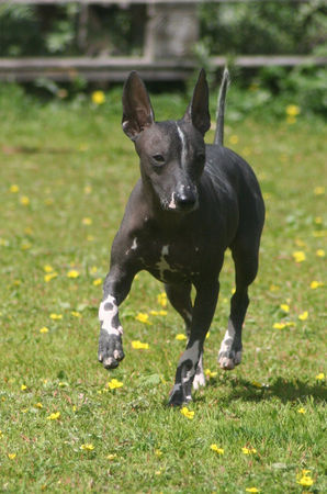 Mexikanischer Toy-Nackthund Toy Mexican Hairless Quetzalli 