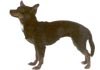 Mexikanischer Toy-Nackthund Hund