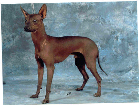 Mexikanischer Zwergnackthund Xoloitzcuintle Miniatur