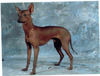 Mexikanischer Zwergnackthund Hund
