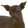 Mexikanischer Zwergnackthund, Miniature Mexican Hairless, Xoloitzcuintli, Tepeizeuntli