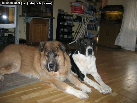 Mittelasiatischer Schäferhund Hunde Foto 8844 Mittelasiatischer Schäferhund Shogun und Nero Kaukase und Mittelasiate