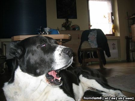 Mittelasiatischer Schäferhund Hunde Foto 8843 Mittelasiatischer Schäferhund Shogun 7 Jahre