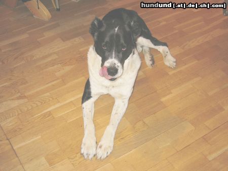 Mittelasiatischer Schäferhund Hunde Foto 9260 Mittelasiatischer Schäferhund shogun 7 jahre